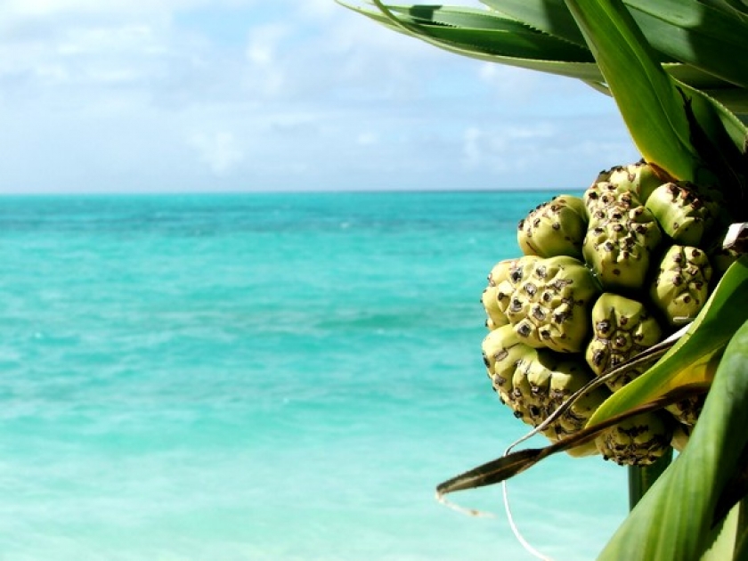 Le hala : le fruit exotique le plus photogénique du monde ? Le hala : le fruit exotique le plus photogénique du monde ?