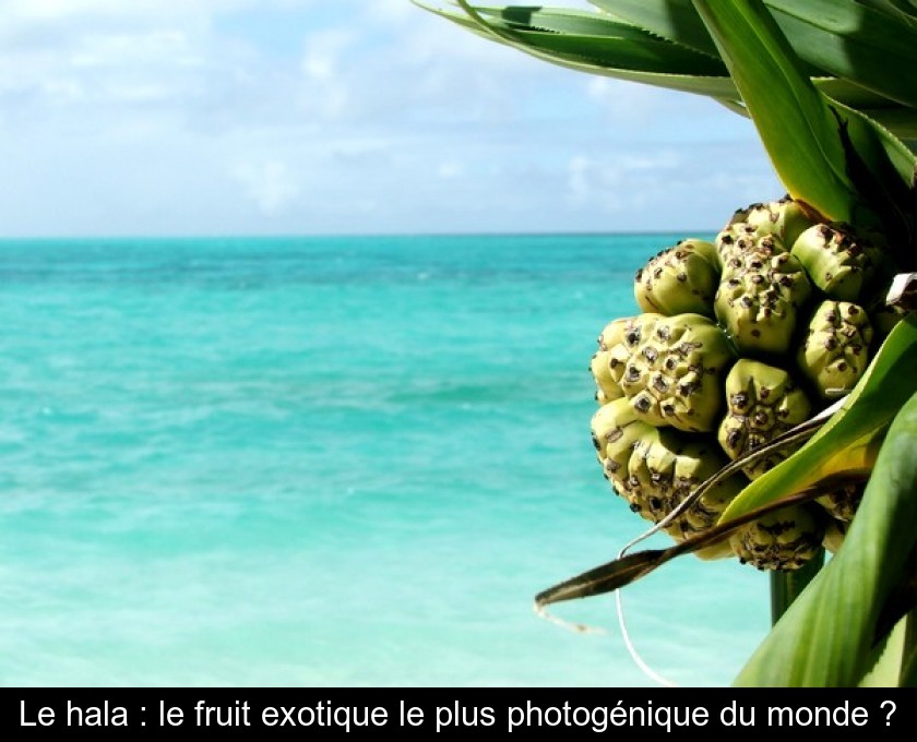 Le hala : le fruit exotique le plus photogénique du monde ?