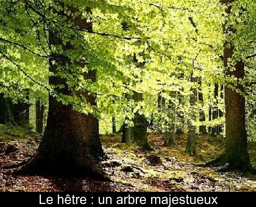 Le hêtre : un arbre majestueux