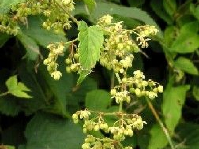 Le houblon : présentation et propriétés médicinales Le houblon : présentation et propriétés médicinales