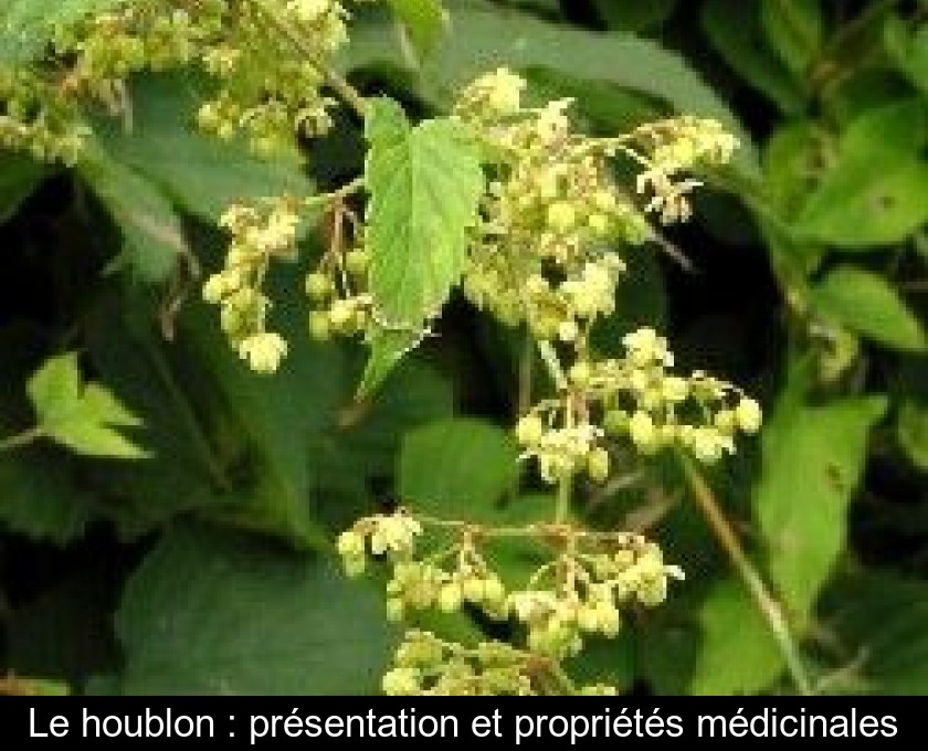 Le houblon : présentation et propriétés médicinales Le houblon : présentation et propriétés médicinales