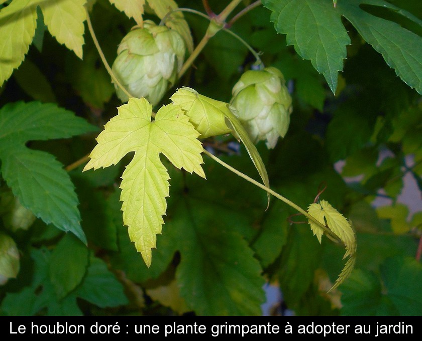 Le houblon doré : une plante grimpante à adopter au jardin