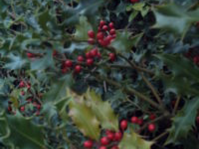 Le houx, plante ornementale de l'hiver Le houx, plante ornementale de l'hiver