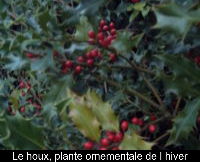Le houx, plante ornementale de l'hiver Le houx, plante ornementale de l'hiver