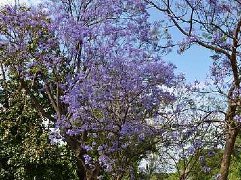 Le jacaranda : un arbre haut en couleur Le jacaranda : un arbre haut en couleur