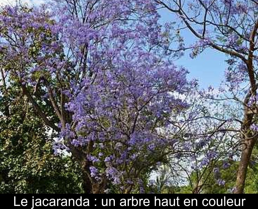 Le jacaranda : un arbre haut en couleur