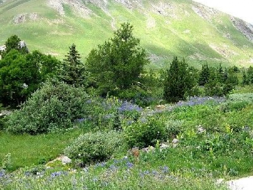 Le jardin alpin du Lautaret : l'un des plus beaux jardins d'Europe Le jardin alpin du Lautaret : l'un des plus beaux jardins d'Europe