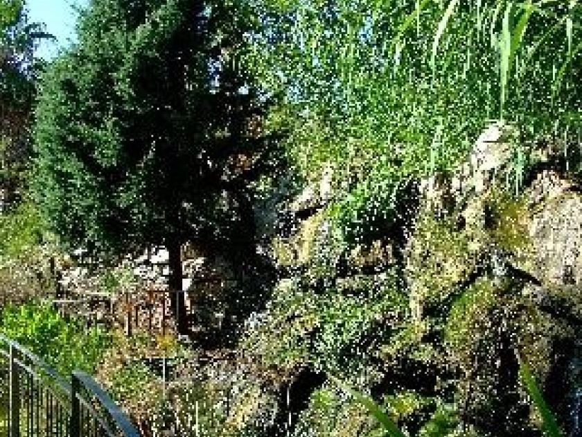 Le Jardin Botanique de Nice : une visite dépaysante Le Jardin Botanique de Nice : une visite dépaysante