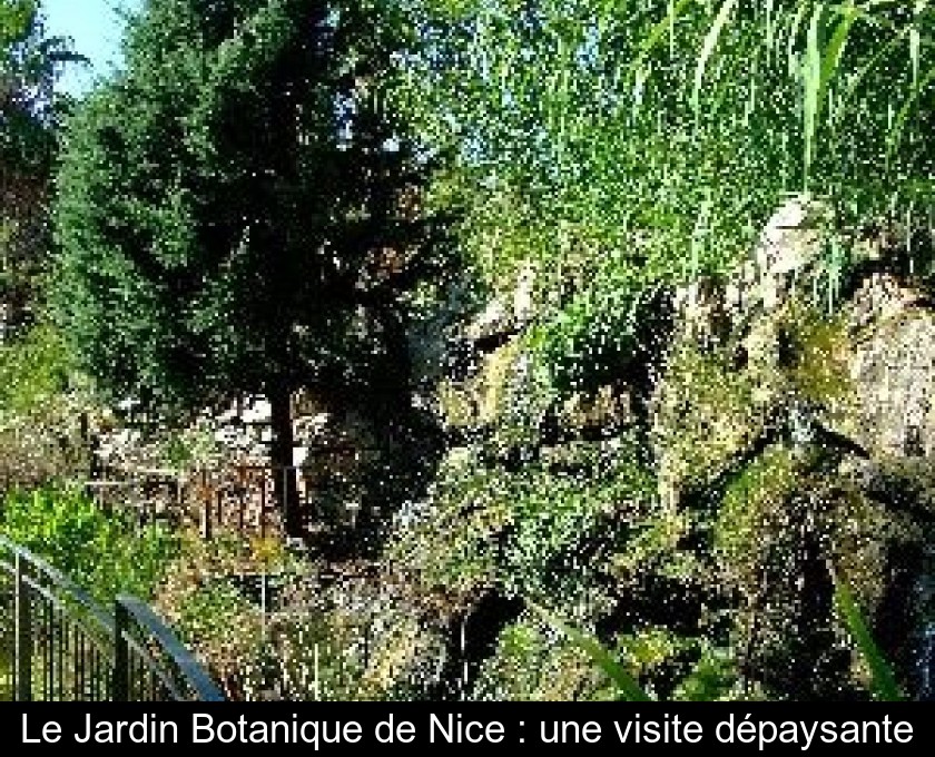 Le Jardin Botanique de Nice : une visite dépaysante Le Jardin Botanique de Nice : une visite dépaysante