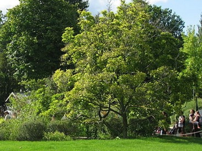 Le Jardin d'Acclimatation : un parc familial dans l'Ouest parisien Le Jardin d'Acclimatation : un parc familial dans l'Ouest parisien