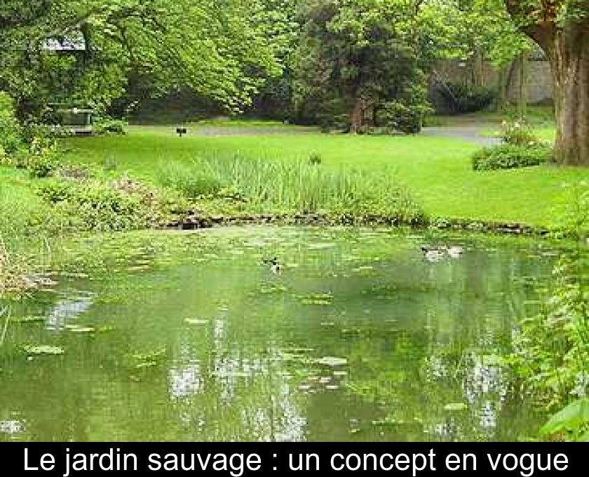 Le jardin sauvage : un concept en vogue Le jardin sauvage : un concept en vogue
