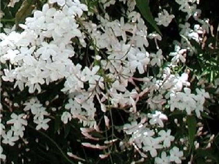 Le jasmin Le jasmin