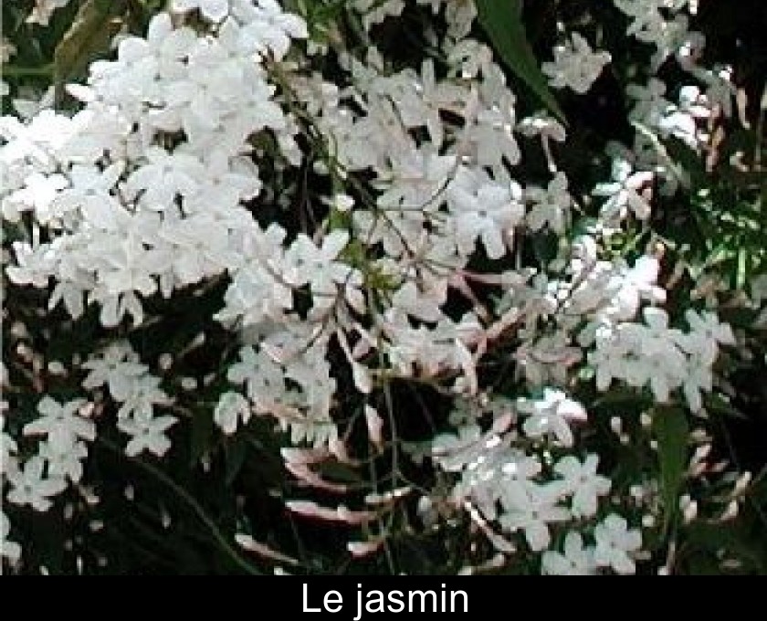 Le jasmin Le jasmin