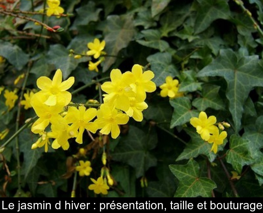 Le jasmin d'hiver : présentation, taille et bouturage