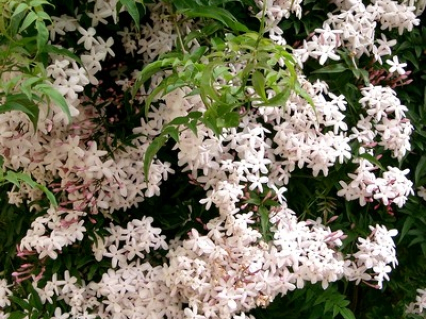 comment planter jasmin polyanthum