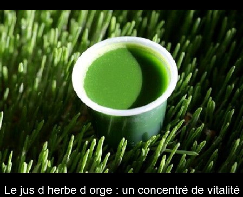 Le jus d'herbe d'orge : un concentré de vitalité Le jus d'herbe d'orge : un concentré de vitalité