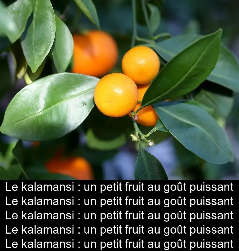 Le kalamansi : un petit fruit au goût puissant
