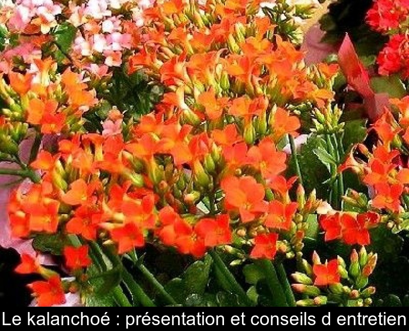 Le kalanchoé : présentation et conseils d'entretien Le kalanchoé : présentation et conseils d'entretien