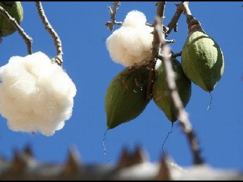 Le kapok : une fibre naturelle Le kapok : une fibre naturelle
