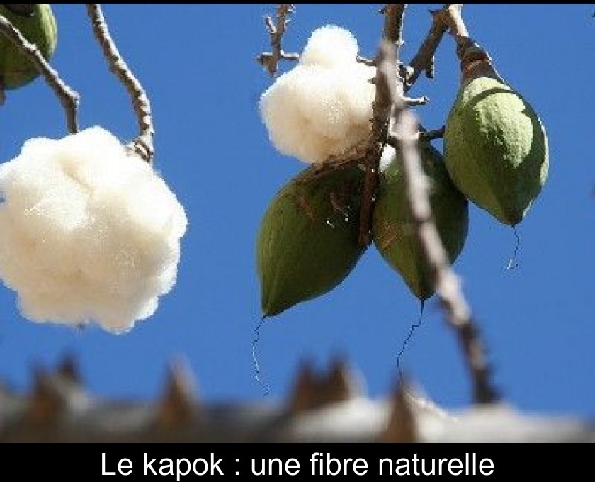 Le kapok : une fibre naturelle