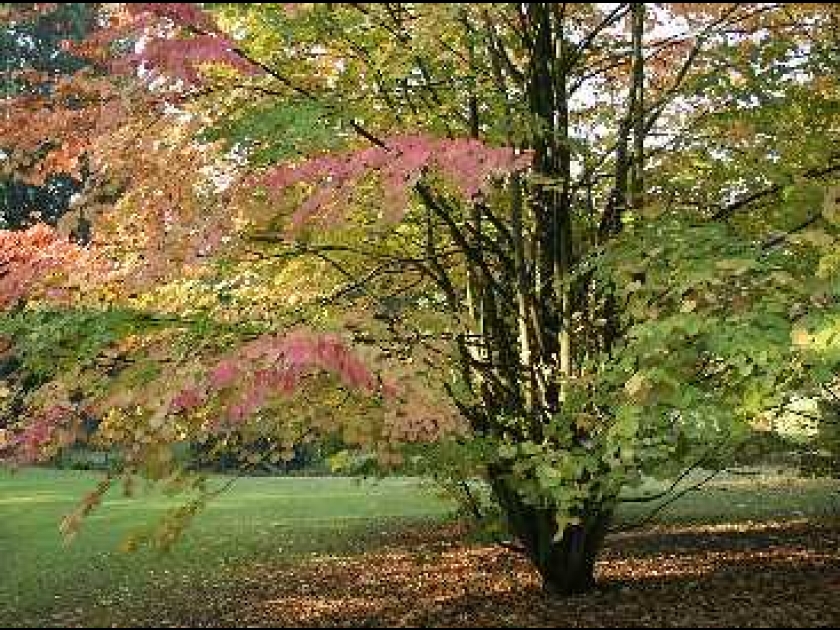 Le katsura ou arbre au caramel : un feuillage spectaculaire Le katsura ou arbre au caramel : un feuillage spectaculaire