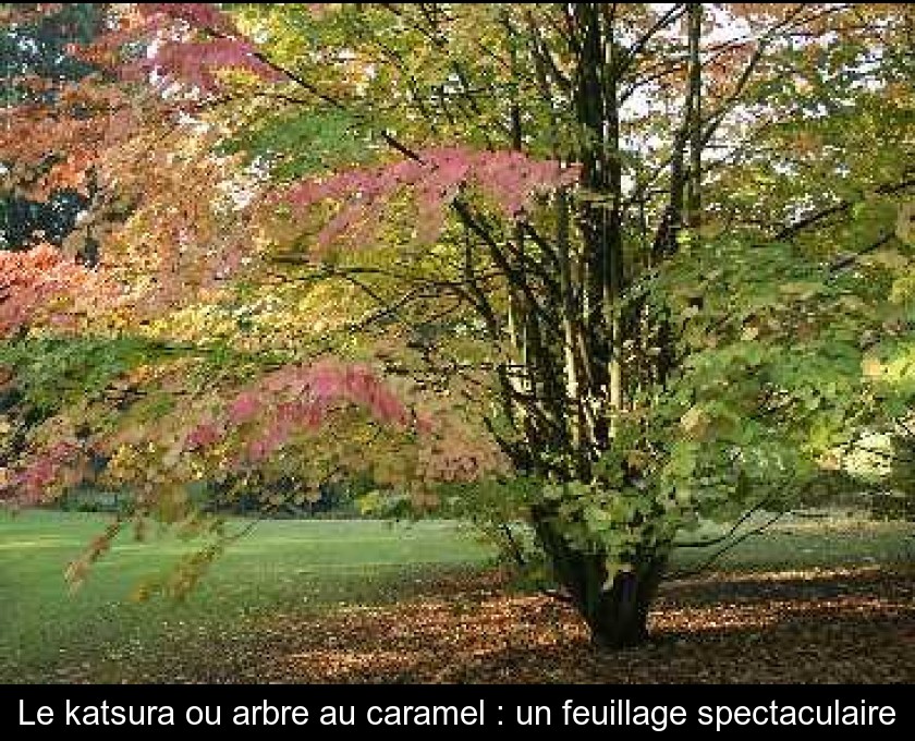 Le katsura ou arbre au caramel : un feuillage spectaculaire Le katsura ou arbre au caramel : un feuillage spectaculaire