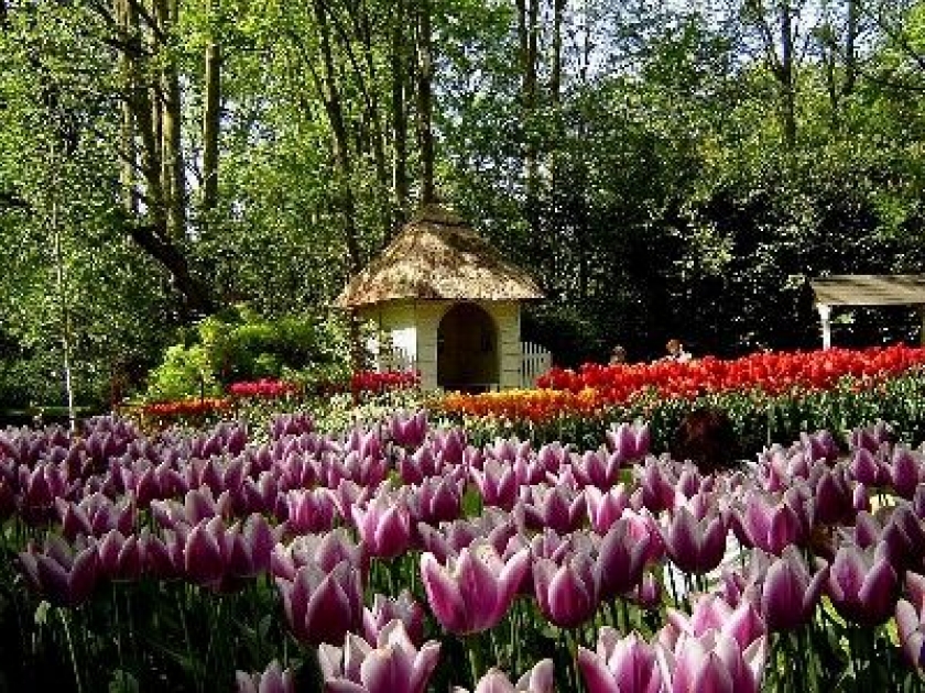 Le Keukenhof : un jardin unique au monde Le Keukenhof : un jardin unique au monde