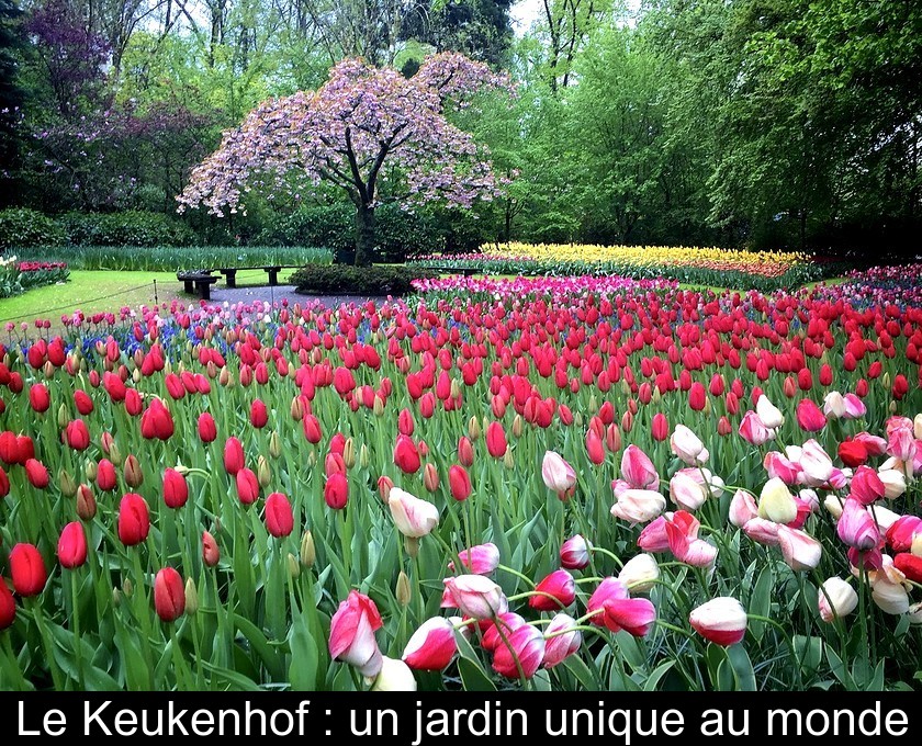 Le Keukenhof : un jardin unique au monde Le Keukenhof : un jardin unique au monde