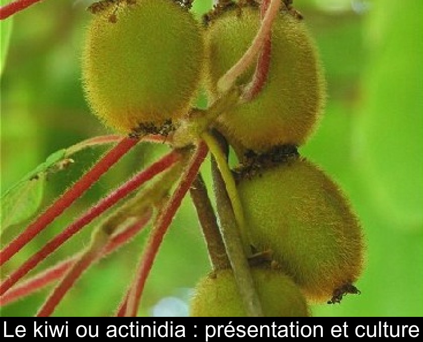 Le kiwi ou actinidia : présentation et culture