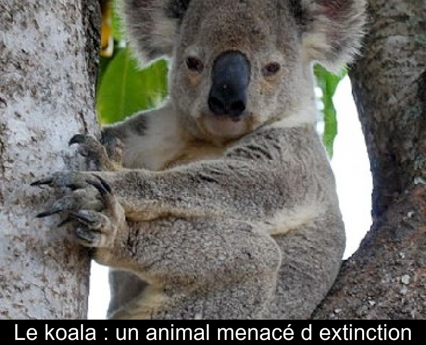 Le koala : un animal menacé d'extinction Le koala : un animal menacé d'extinction
