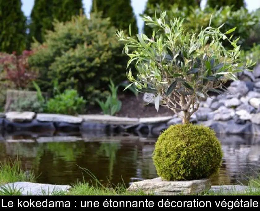 Le kokedama : une étonnante décoration végétale