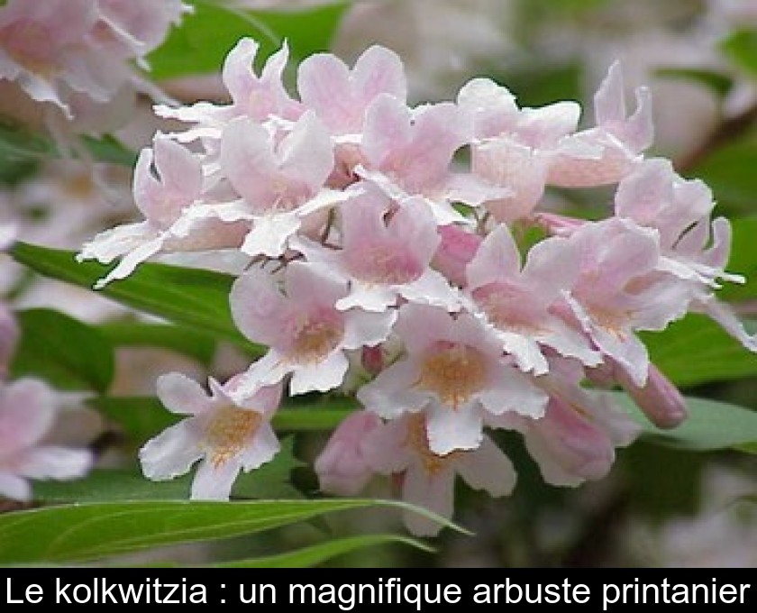 Le kolkwitzia : un magnifique arbuste printanier Le kolkwitzia : un magnifique arbuste printanier