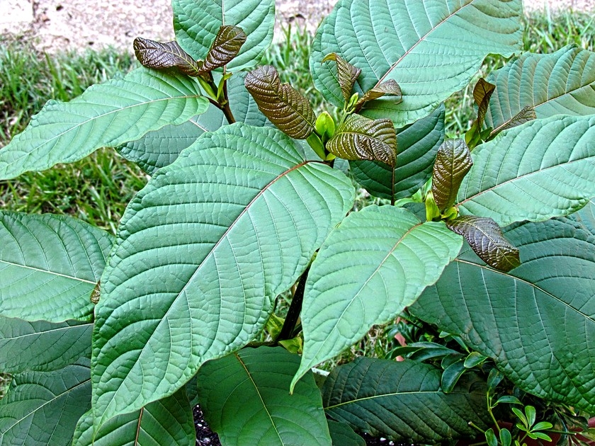 Le kratom : une plante psychotrope qui n'est pas sans danger Le kratom : une plante psychotrope qui n'est pas sans danger