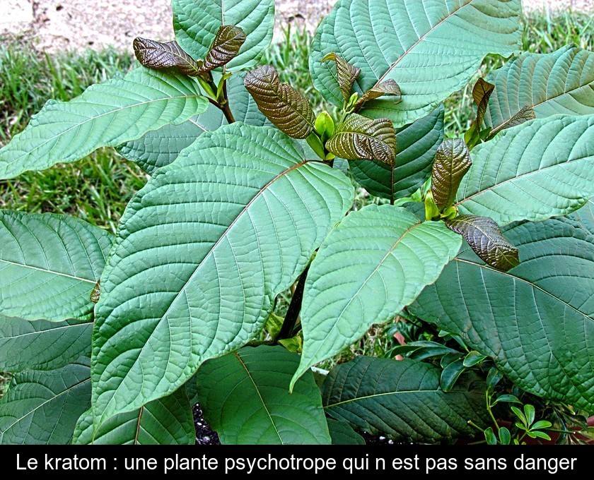 Le kratom : une plante psychotrope qui n'est pas sans danger Le kratom : une plante psychotrope qui n'est pas sans danger