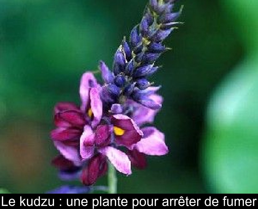 Le kudzu : une plante pour arrêter de fumer Le kudzu : une plante pour arrêter de fumer