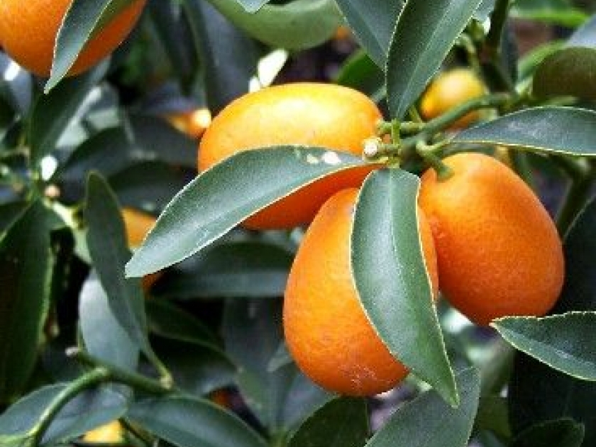 comment planter kumquat