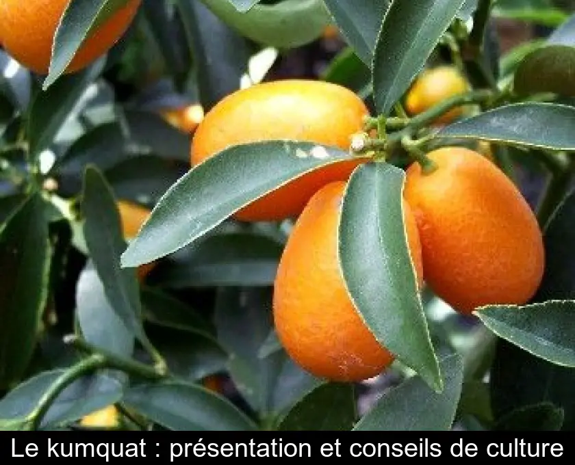 Le kumquat : présentation et conseils de culture