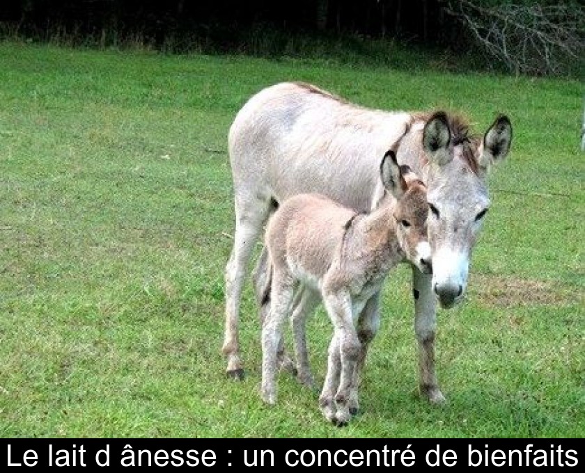 Le lait d'ânesse : un concentré de bienfaits Le lait d'ânesse : un concentré de bienfaits