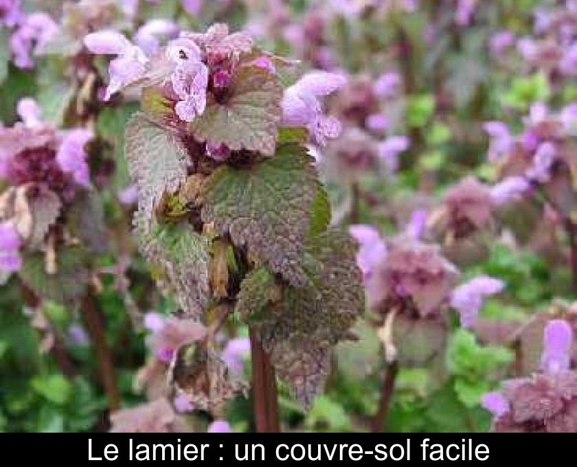 Le lamier : un couvre-sol facile Le lamier : un couvre-sol facile
