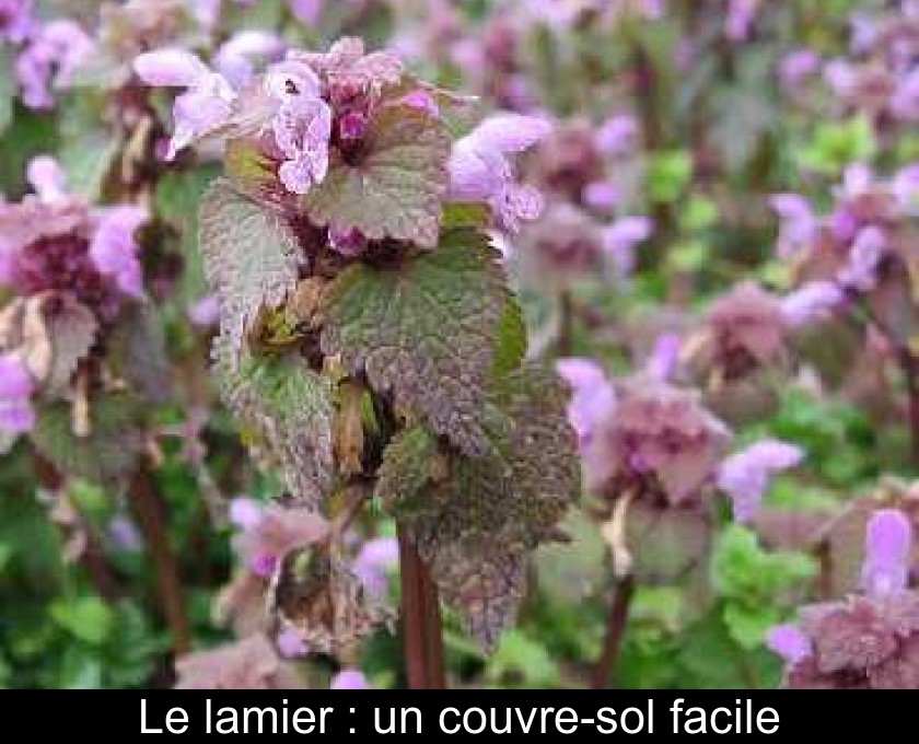 Le lamier : un couvre-sol facile