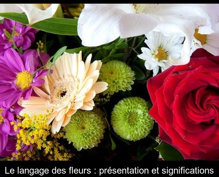 Le langage des fleurs : présentation et significations Le langage des fleurs : présentation et significations