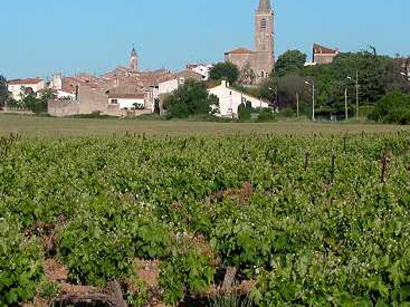 Le Languedoc : des vignobles à découvrir Le Languedoc : des vignobles à découvrir