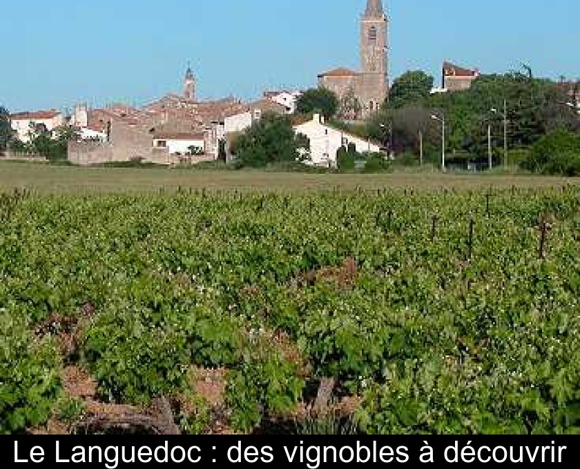 Le Languedoc : des vignobles à découvrir Le Languedoc : des vignobles à découvrir