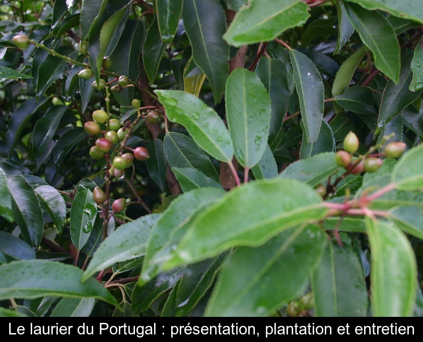 Le laurier du Portugal : présentation, plantation et entretien Le laurier du Portugal : présentation, plantation et entretien