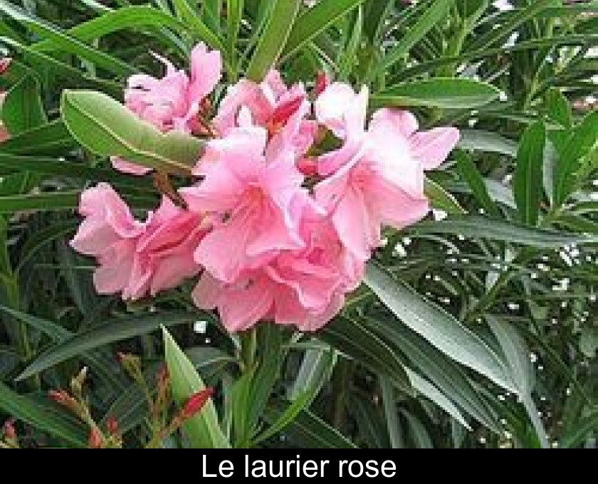 Le laurier rose Le laurier rose