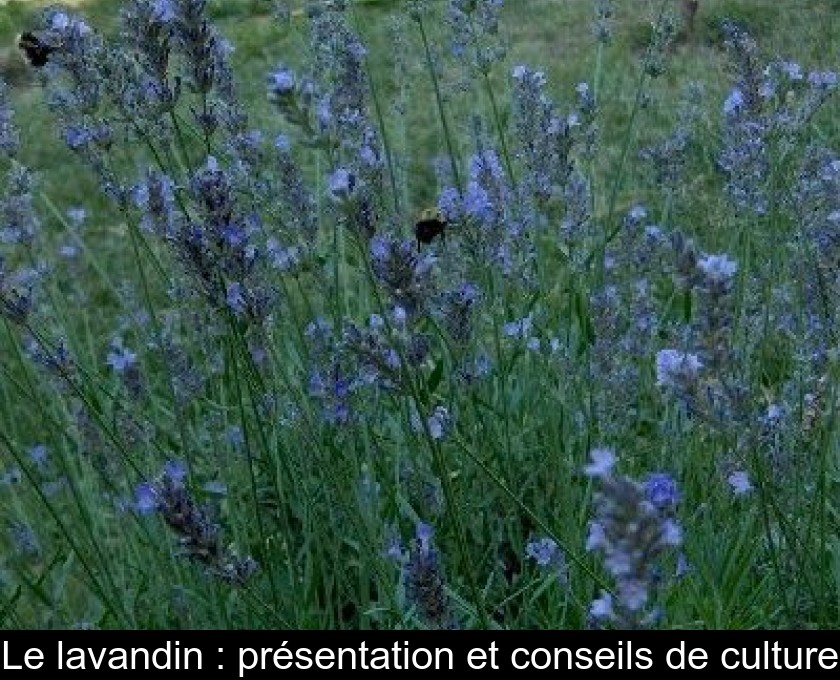 Le lavandin : présentation et conseils de culture Le lavandin : présentation et conseils de culture