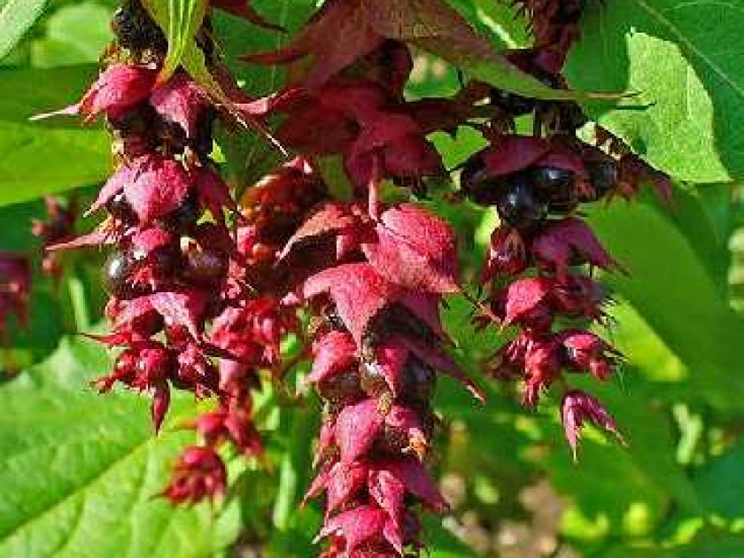 Le Leycesteria formosa ou arbre aux faisans : un arbuste à découvrir Le Leycesteria formosa ou arbre aux faisans : un arbuste à découvrir
