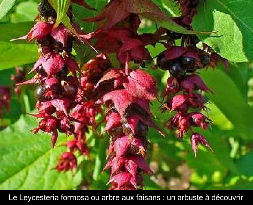 Le Leycesteria formosa ou arbre aux faisans : un arbuste à découvrir