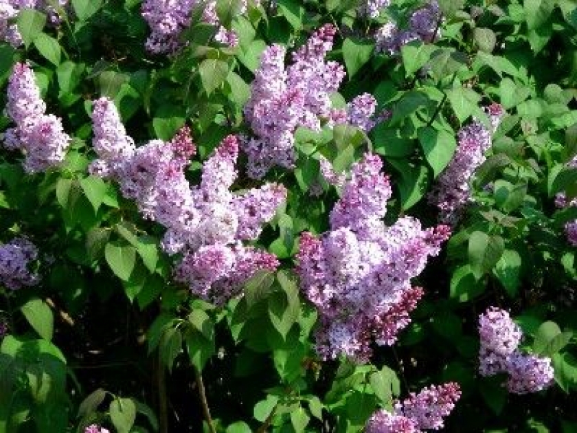 Le lilas : plantation et entretien Le lilas : plantation et entretien