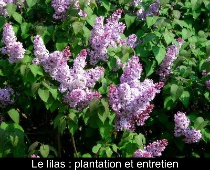 Le lilas : plantation et entretien Le lilas : plantation et entretien